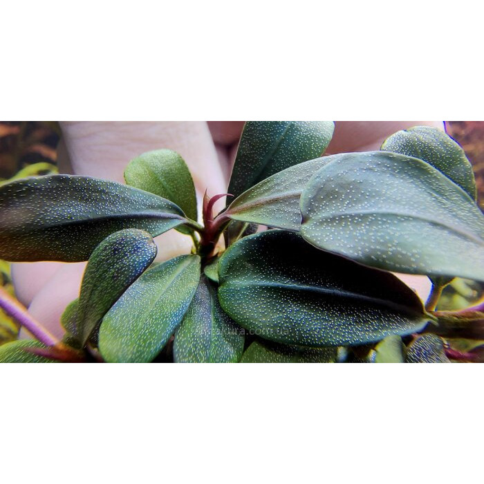 Bucephalandra sp. D2 (Kalimantan) — купить буцефаландру для